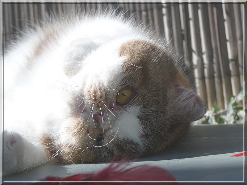 Exotic Shorthair - Doris des Persans Mapadi