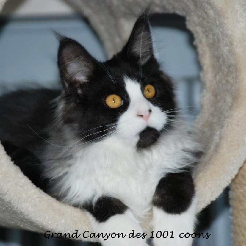 Maine Coon - Grand canyon Des 1001 Coons