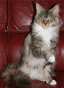 Maine Coon - Divine de sulena de tengri'nor