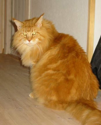 Maine Coon - CH. lovehulen's Hurricane mitch