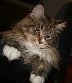 Maine Coon - CH. De Freyja EMERALDRAGON's Padawan