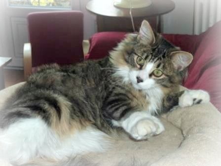 Maine Coon - daddy longtail Moby p