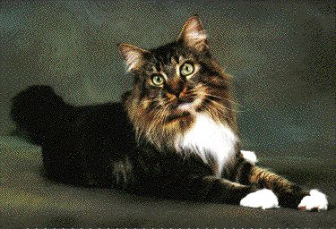 Maine Coon - CH. coonquest Tycoon