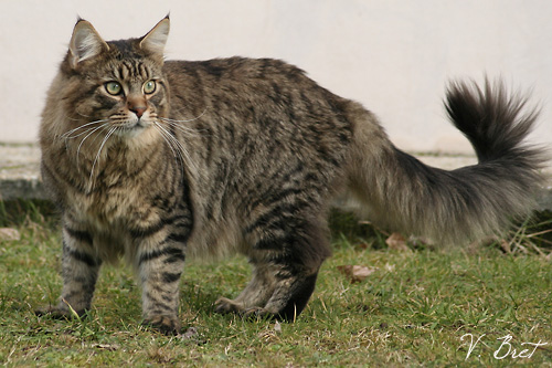 Maine Coon - CH. Dom juan du Pays Angoumois