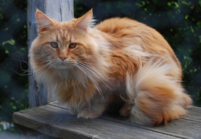 Maine Coon - CH. summerplace Bon-aparte