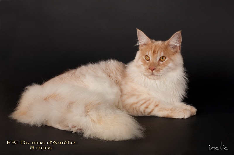 Maine Coon - CH. F.B.I du Clos d'Amelie