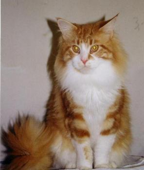 Maine Coon - king of lion's Gr. euro. ch. d-komet