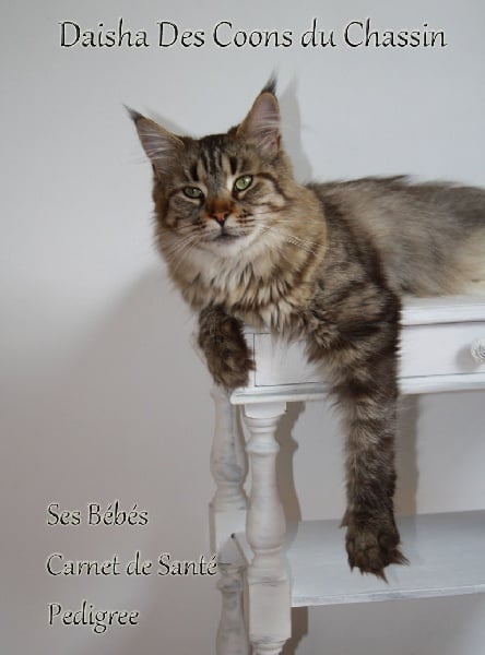 Maine Coon - Daisha des coons du chassin