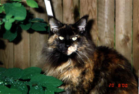 Maine Coon - cozy farm Hot cheyenne