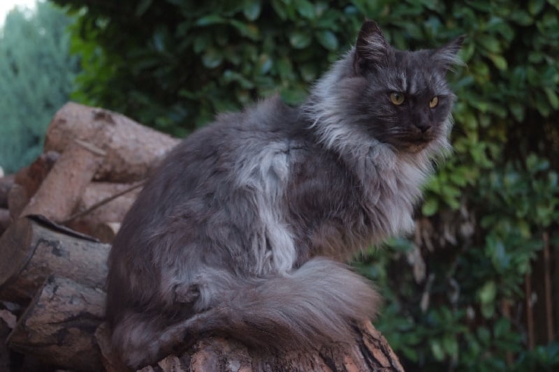 Maine Coon - adamaine 's MONTANA MOON BEAM