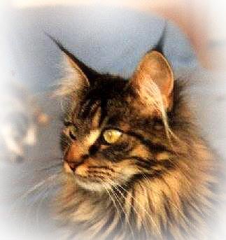 Maine Coon - wild forest Eternity of genesisjoy