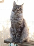 Maine Coon - Actarus Galina