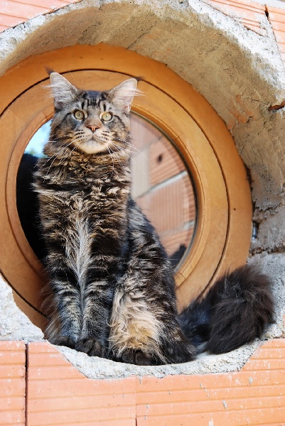 Maine Coon - CH. modesto's Fender