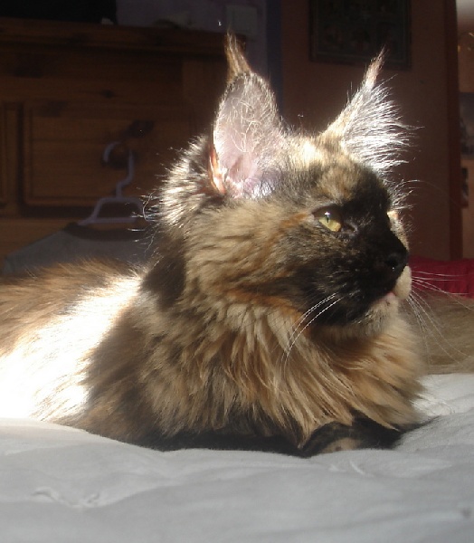 Maine Coon - Gatoune D'aigrefeuille