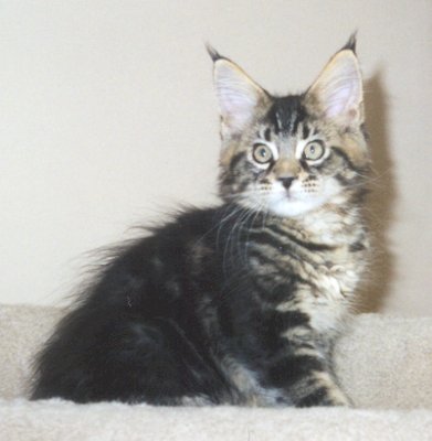 Maine Coon - CH. koontucky Major otti of waldemaine