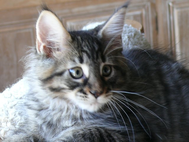 Maine Coon - oshawa Grizzly