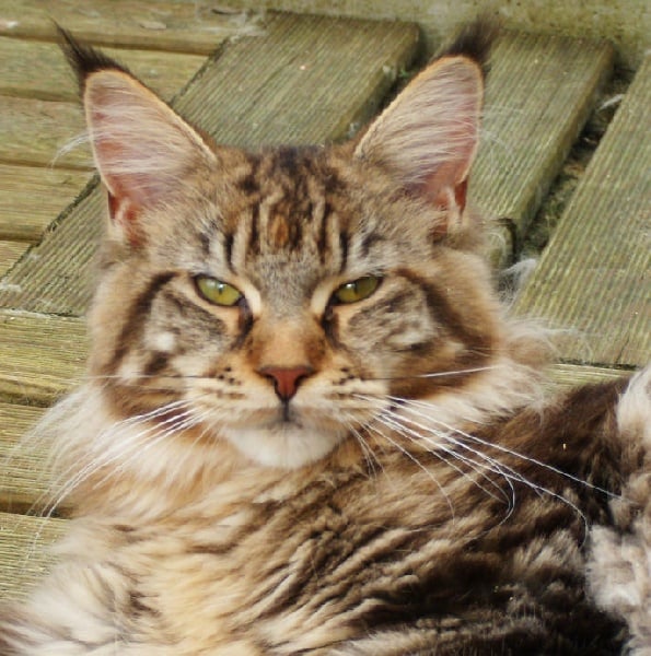 Maine Coon - Faye dunaway Tea for Two Cat's