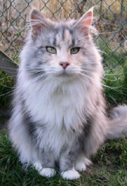 Maine Coon - Heather of chamberlain