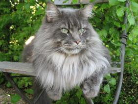 Maine Coon - CH. kielmoor Gatsby