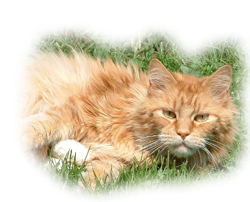 Maine Coon - döbele's Red hot chilli peper