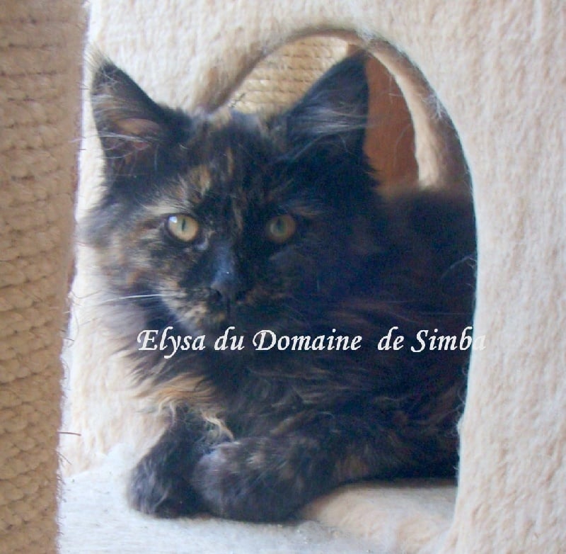 Elysa du domane de simba Titre Initial