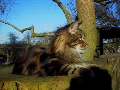 Maine Coon - lovehulen's True love in the x-file