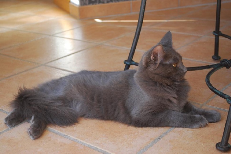 Maine Coon - Flopsy des Filou Bleu