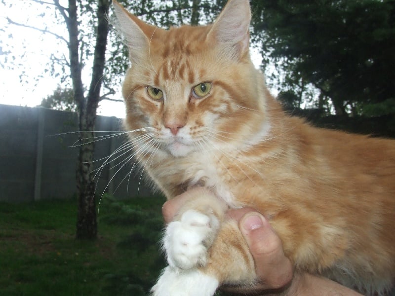 Maine Coon - riverview manor Erik the red