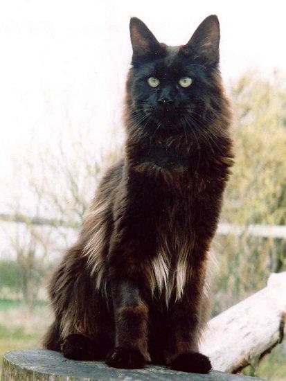 Maine Coon - CH. mountaineer's Black eros