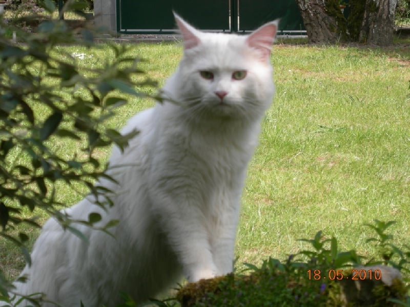 Maine Coon - Emingway des coons du chassin