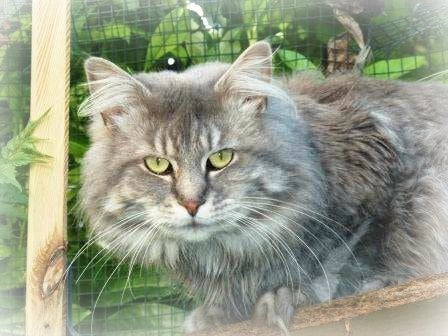 Maine Coon - Filochard des coons du chassin