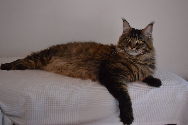 Maine Coon - Ivresse of roswell