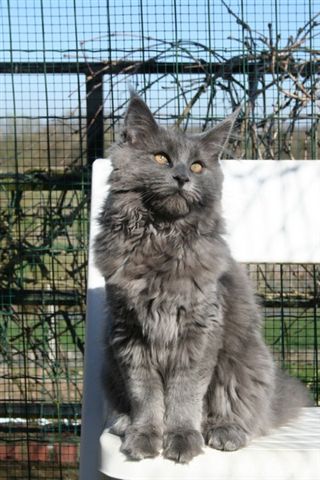 Maine Coon - Feeby du val del fort cats