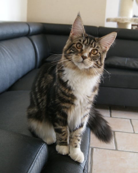 Maine Coon - Hiranava de la Cat Mania