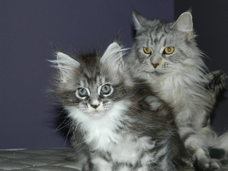 Maine Coon - Babou de la Plaine du Nord