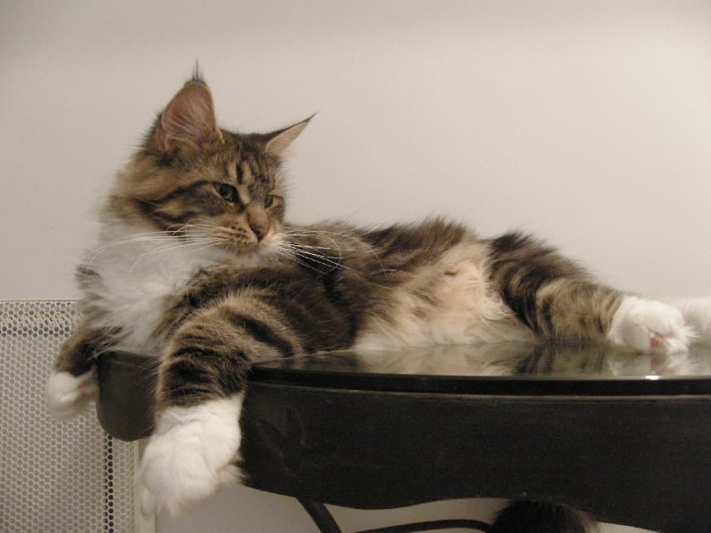 Maine Coon - Colline A pas de Loup