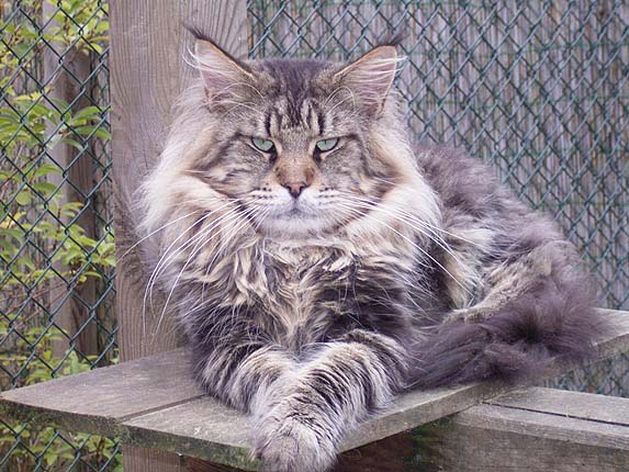 Maine Coon - aloa's Hamlet