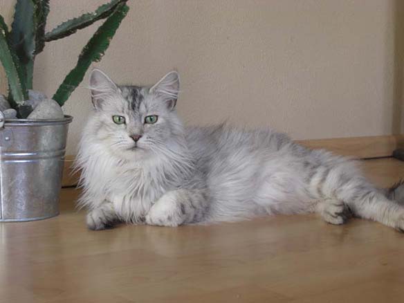 Maine Coon - saskakhan Presently perfect