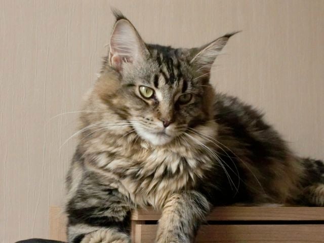 Maine Coon - CH. maeva's coons Don jeanne