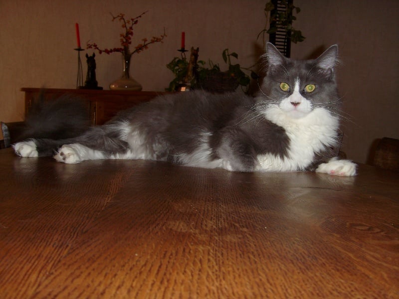 Maine Coon - Demoiselle de Brannay