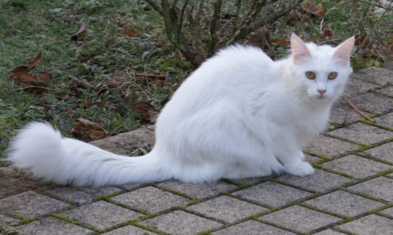 Maine Coon - Fleur de lys du Pays Angoumois