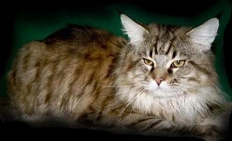 Maine Coon - CH. sledge hammer be an angel of crazy magic