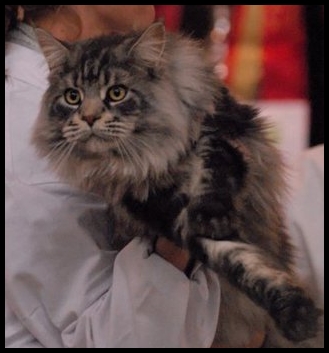 Maine Coon - CH. Forrest gump of branacoonstory