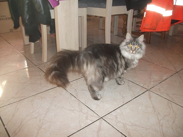 Maine Coon - Gothika happy coon's