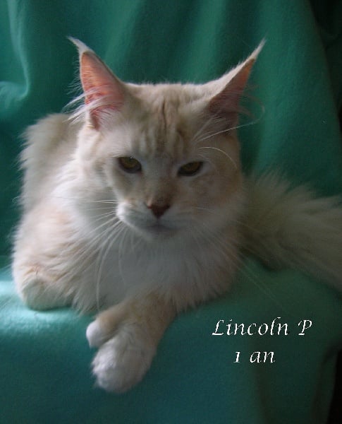 Maine Coon - Lincoln pp cooncolonia du domaine de simba