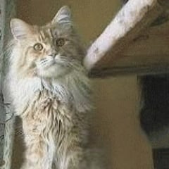 Maine Coon - Joe pepper of wild bumble-bee