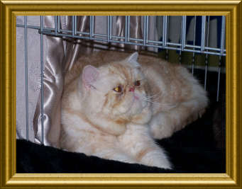 Exotic Shorthair - honey paw's V’tit nounou