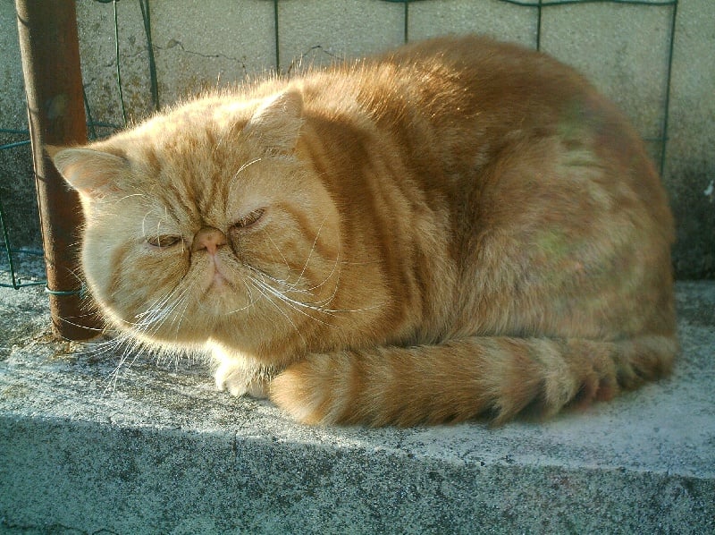 Exotic Shorthair - Bandy du vieux noyer