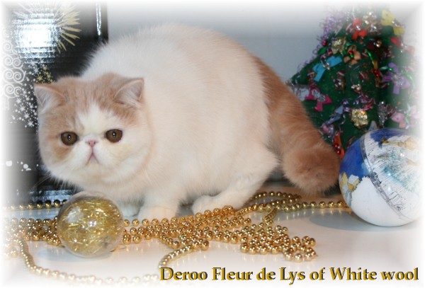 deroo's Fleur de lys