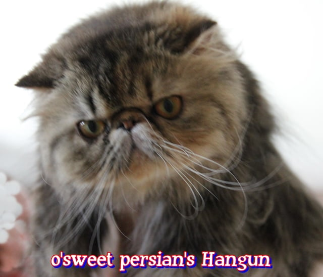 CH. O'Sweet Persian's Hangun